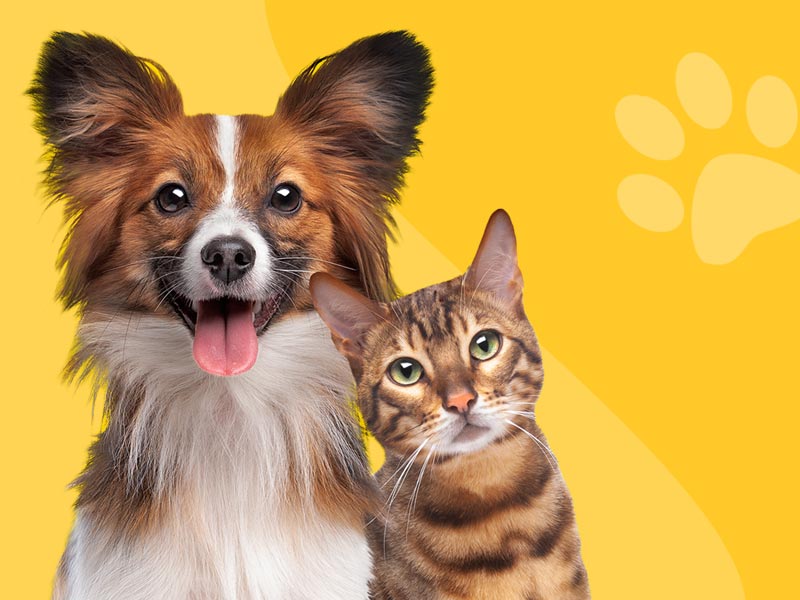 Gioie di Famiglia pet shop a Cattolica